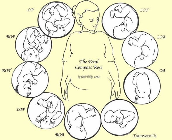 fetal positions